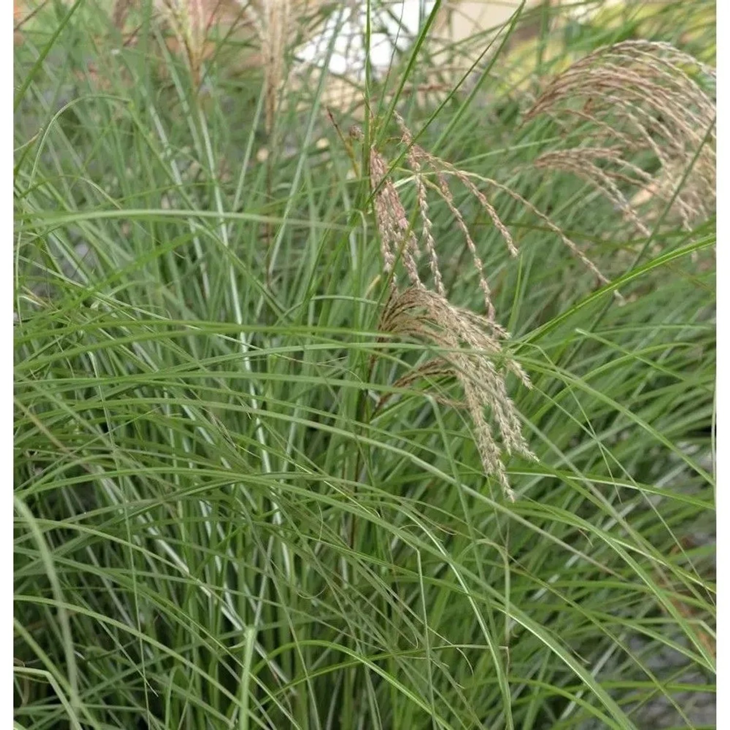Chinaschilf Red Cloud - XXXL Topf - Miscanthus sinensis