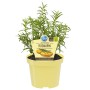 Blu Rosmarin im Topf (Ø 12cm): Küchenkräuter mit aromatischem Duft und dekorativen blauen Blüten.
