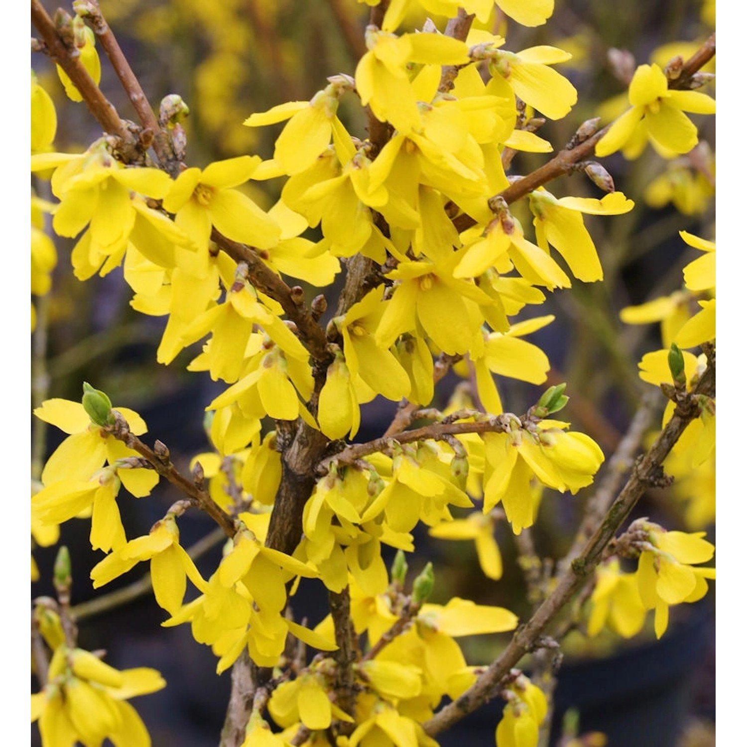 Forsythie Lynwood 125-150cm - Forsythia günstig online kaufen