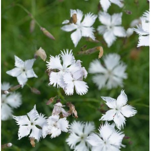 Nahaufnahme der weißen Blüten der Igel-Nelke (Dianthus petraeus), einer winterfesten Staude.