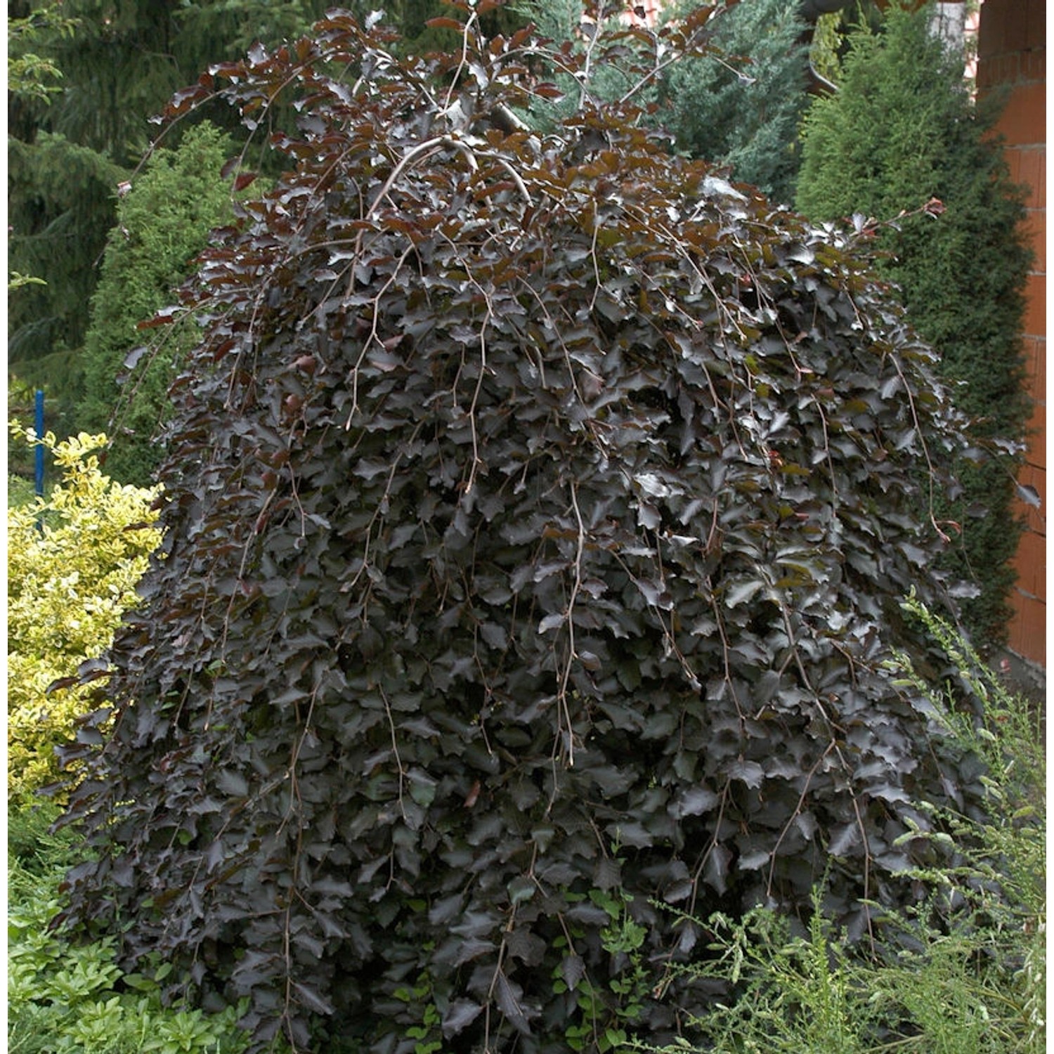 Schwarzrote Hängebuche 80-100cm - Fagus sylvatica günstig online kaufen