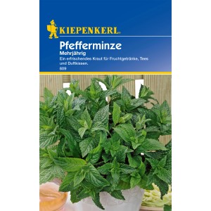 Kiepenkerl Pfefferminze im Topf, frisches grünes Kraut für Tee und Küche.