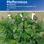Kiepenkerl Pfefferminze im Topf, frisches grünes Kraut für Tee und Küche.