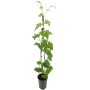 Weinrebe Datteltraube im Topf, ca. 80-100cm hoch, grüne Blätter.
