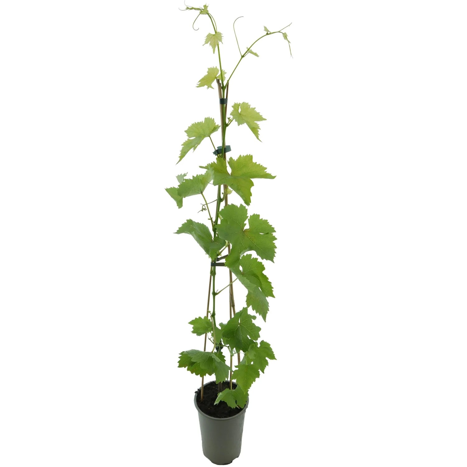 Weinrebe Datteltraube im Topf, ca. 80-100cm hoch, grüne Blätter.