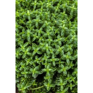 Detailaufnahme der Hebe Cobb Valley Staude mit dichten, grünen Blättern.