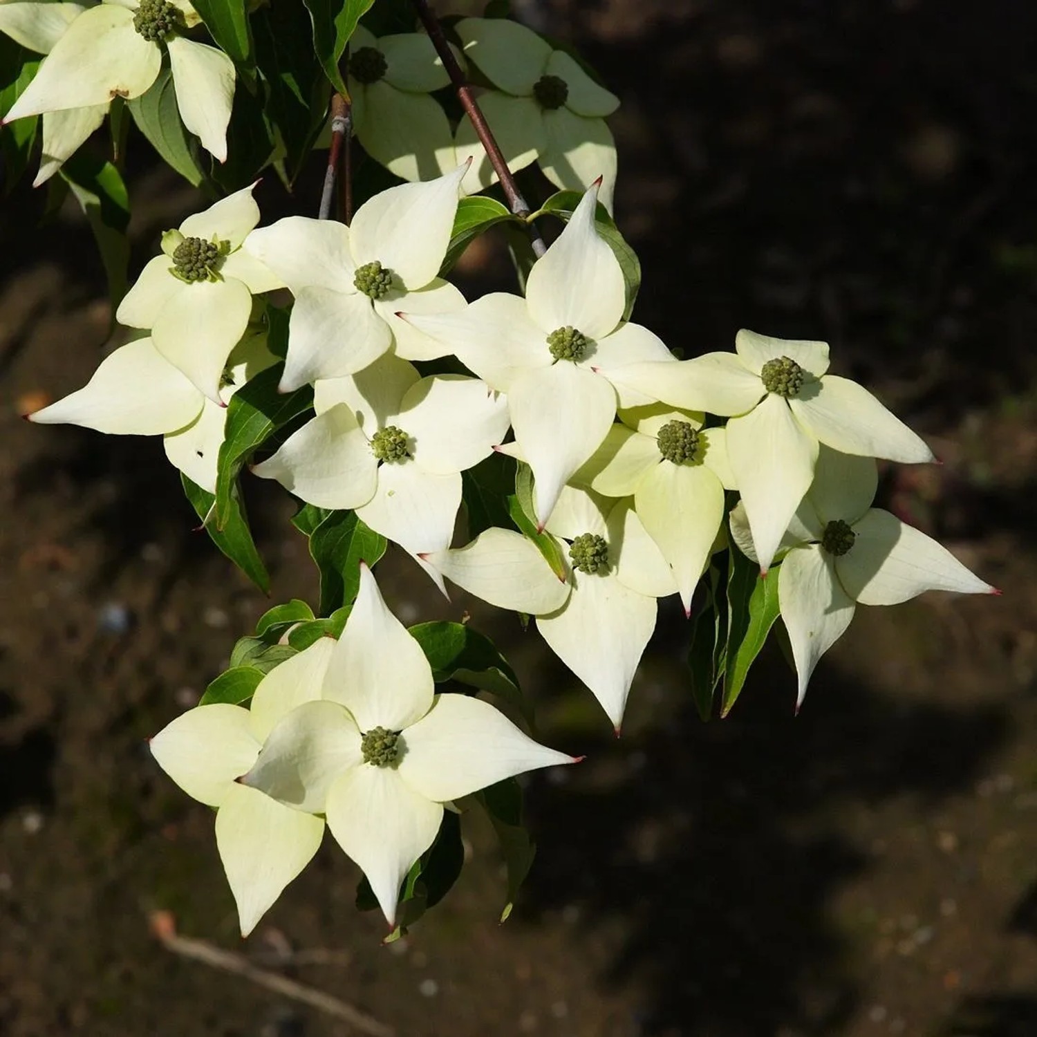 arborix Japanischer Hartriegel 'Milky Way' Cornus Kousa 50 Bis 60 Cm Im Container Reichblühend