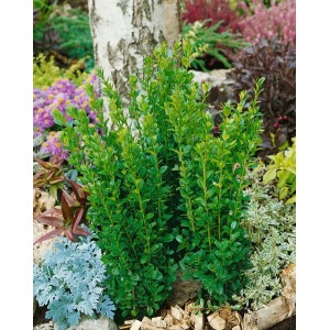 Säulen-Buchsbaum 'Graham Blandy', 30-40 cm, immergrüne Heckenpflanze für Garten und Kübel.