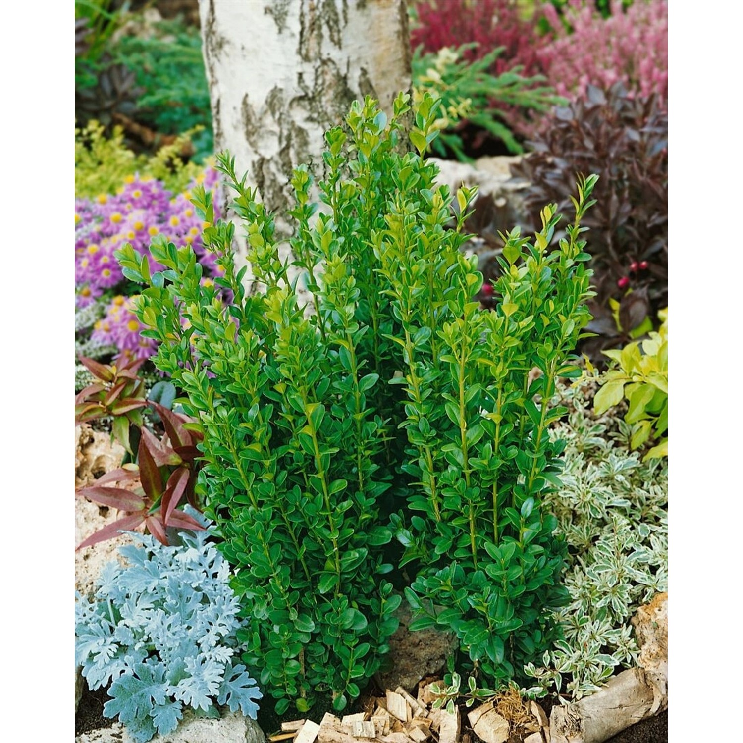 Buxus sempervirens 'Graham Blandy' 30-40 cm günstig online kaufen