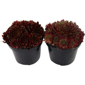 Hauswurz Rot im Topf (Ø 12cm), eine immergrüne Steingartenpflanze.