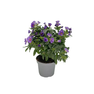 Blauer Enzianstrauch im Topf, Solanum rantonetti, blühende Kübelpflanze für Balkon und Terrasse.