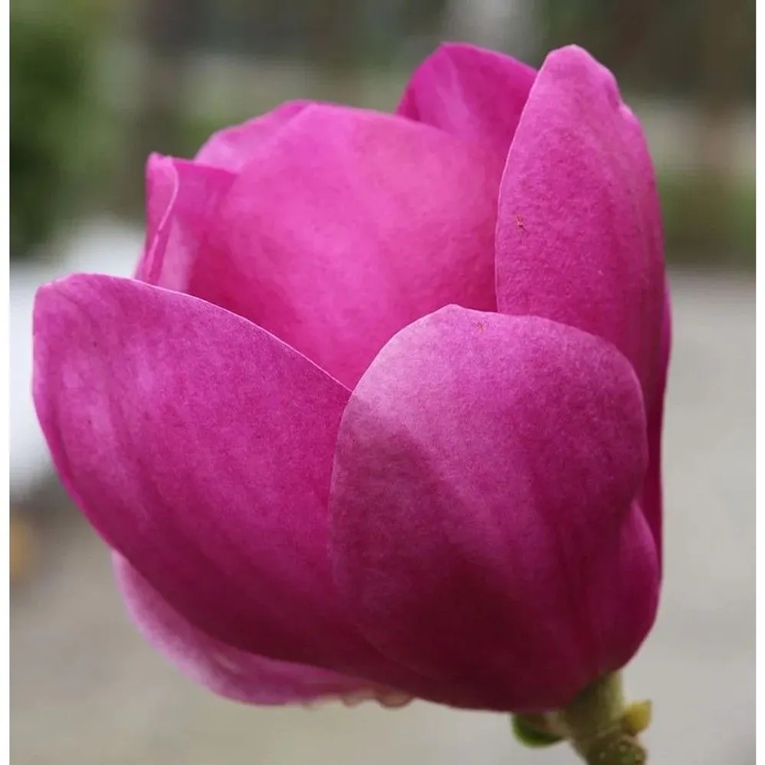 Magnolie Cleopatra 80-100cm - Magnolia