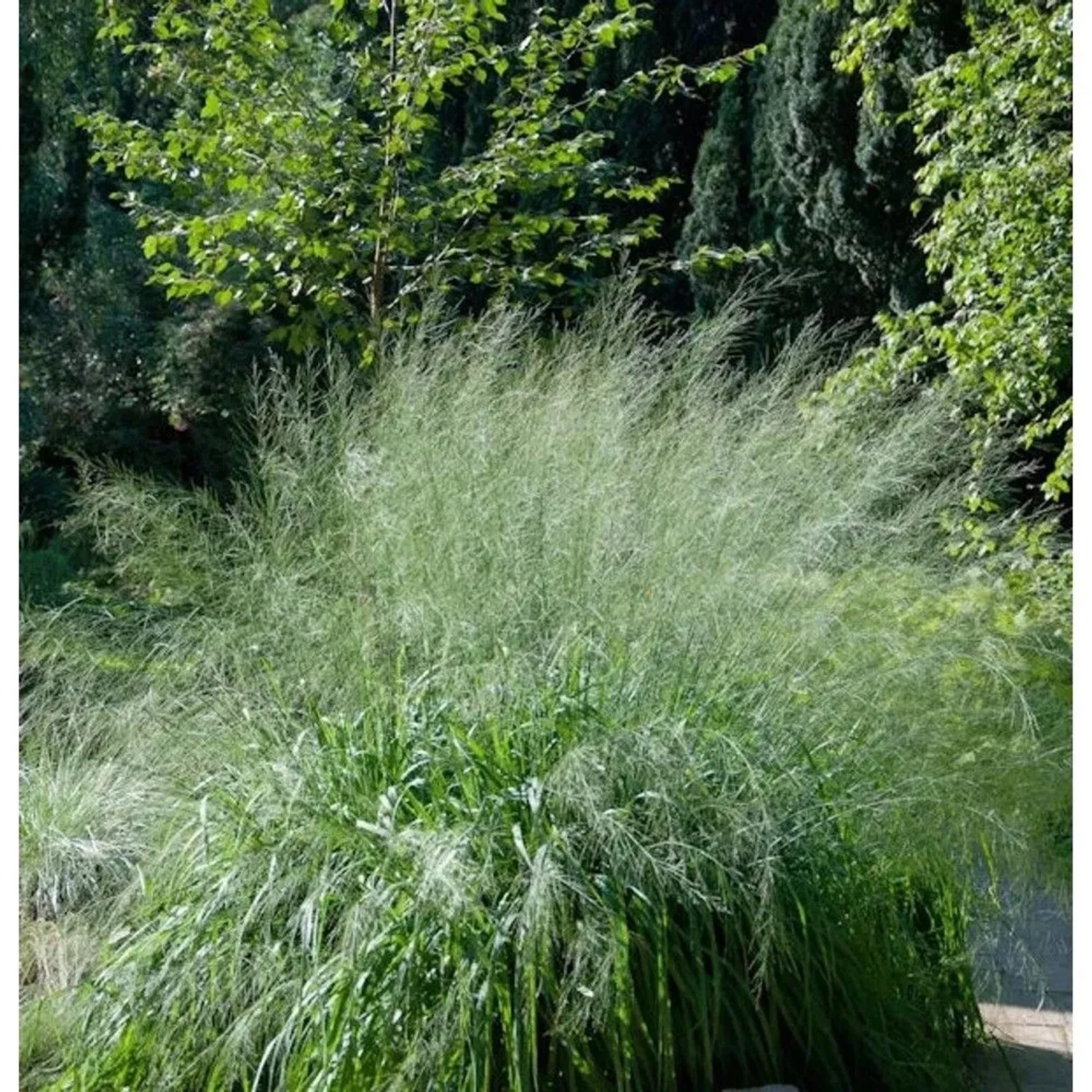 Riesen Pfeifengras Transparent - Molinia arundinacea