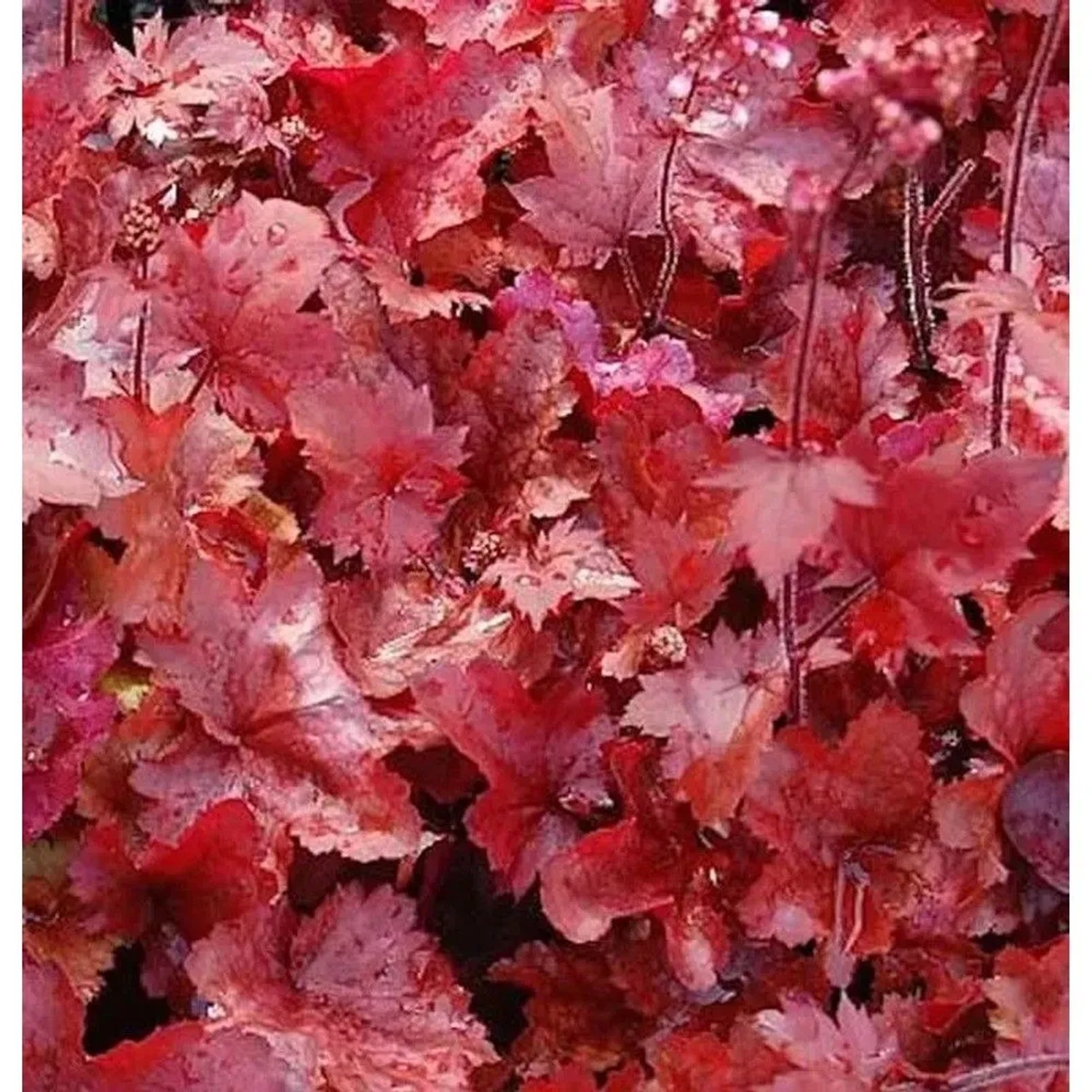 Purpurglöckchen Fire Chief - großer Topf - Heuchera micrantha