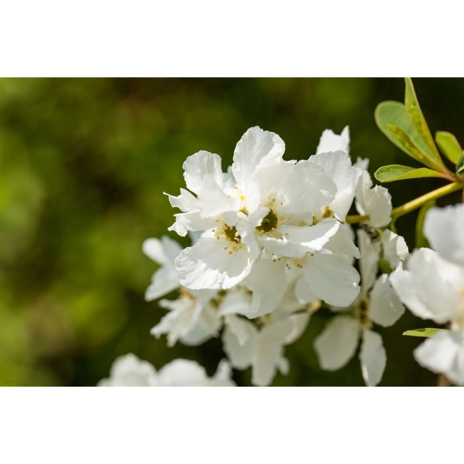 Exochorda Racemosa Magical Springtime Perlenstrauch Weiß 40–60 cm günstig online kaufen