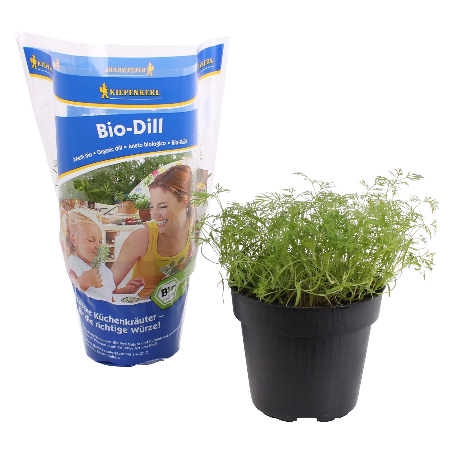 Dill Topf-Ø ca. 12 cm günstig online kaufen