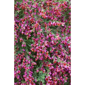 Besenginster 'Roter Favorit' mit roten Blüten, 30-40 cm hoch.