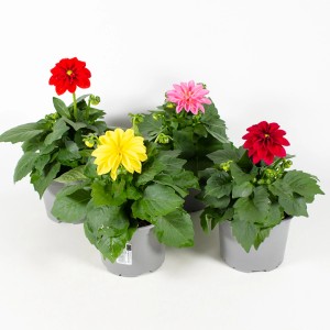 Dahlien Sonderfarben im Topf, verschiedene Farben (rot, gelb, pink) als Stehpflanzen.