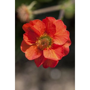 Nahaufnahme einer leuchtend roten Geum Chiloense Feuerball Nelkenwurz Blüte.