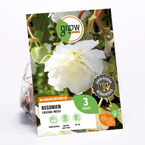 GROW by OBI Begonie Cascade Weiss, Blumenzwiebeln für Balkon & Garten. Weiße Blütenpracht.
