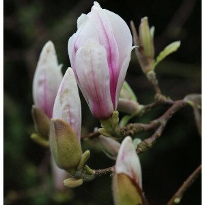 Nahaufnahme der Blütenknospen einer Tulpen-Magnolie mit rosa Streifen.