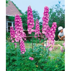 Rosa Rittersporn Delphinium Pacific Astolat im 9x9 cm Topf, blühende Staude für sonnige Standorte.