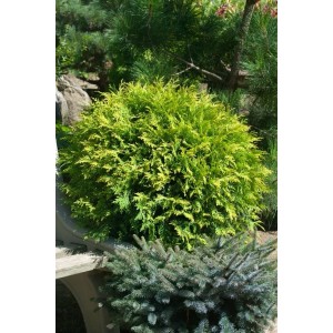 Goldgelbe Thuja Golden Globe Kugel, 90-100 cm, im Garten. Kompakte, immergrüne Strauch.