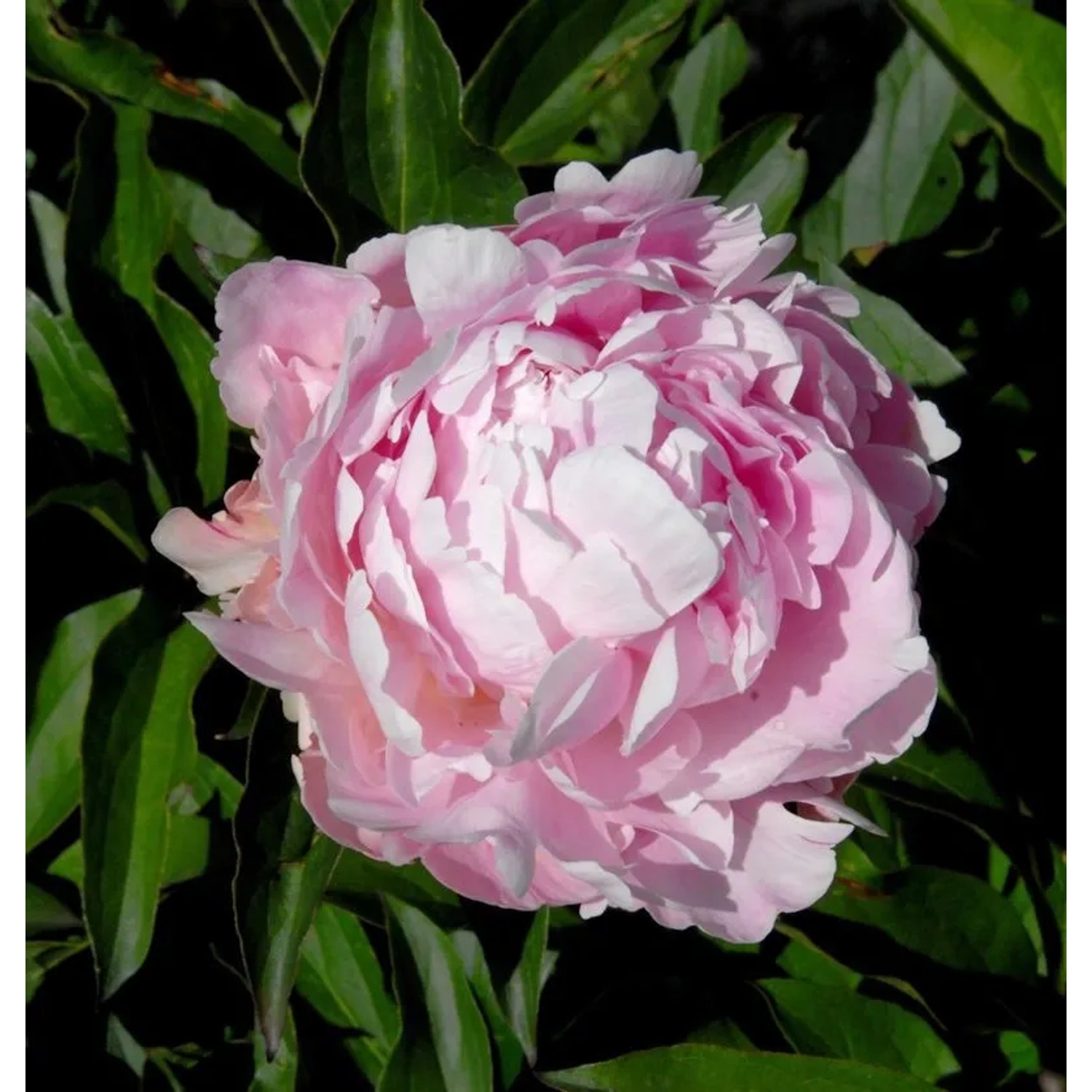 Edelpfingstrose Lady Alexandra Duff - Paeonia,actiflora