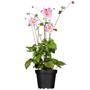 Garten-Anemone 'Fantasy Jasmine' im Topf, rosa Blüten mit gelber Mitte, grüne Blätter.