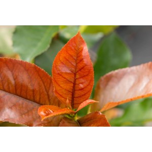Nahaufnahme: Leuchtend rote Blätter der Glanzmispel Red Robin (Photinia) im Detail.