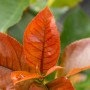 Nahaufnahme: Leuchtend rote Blätter der Glanzmispel Red Robin (Photinia) im Detail.