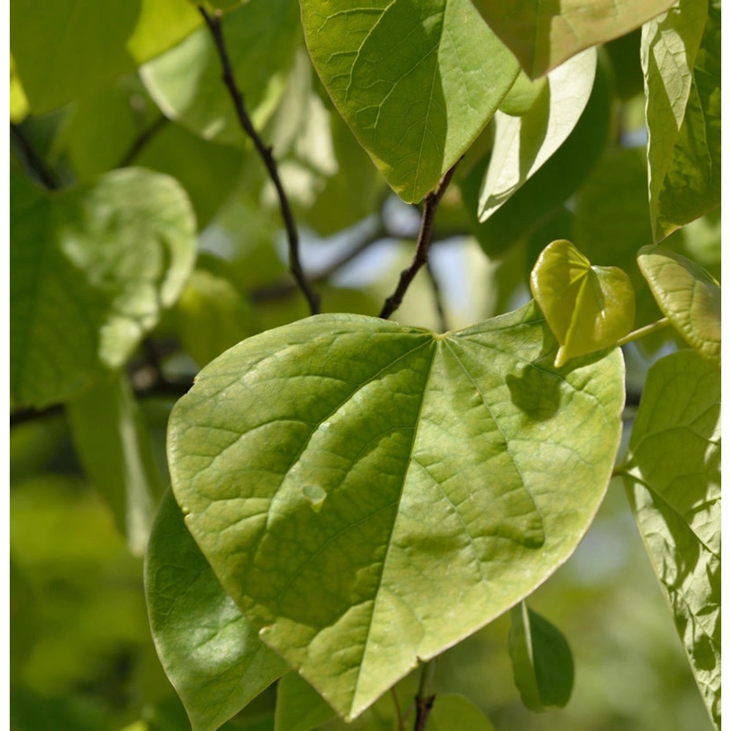 Kanadischer Judasbaum 40-60cm - Cercis canadensis günstig online kaufen