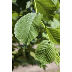 Nahaufnahme von grünen Blättern des Weißen Maulbeerbaums (Morus Alba).