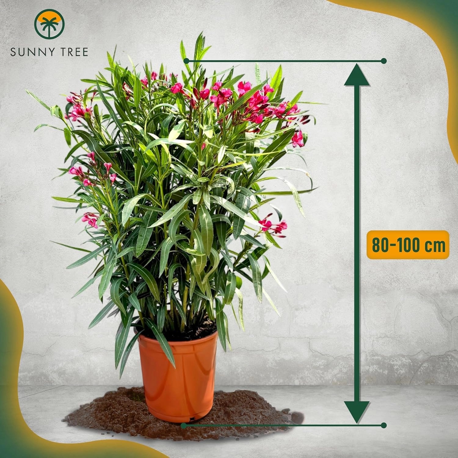 Oleander 'Rot', 80-100cm, im Topf. Mediterrane Kübelpflanze mit roten Blüten und grünen Blättern.