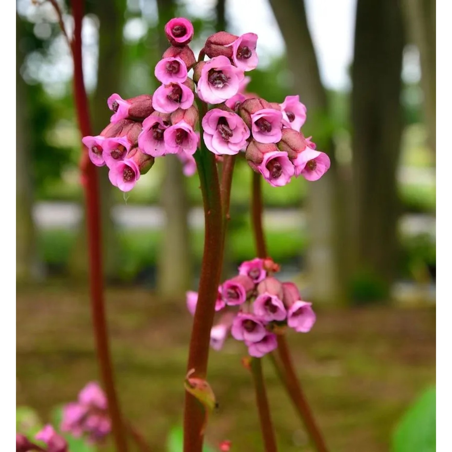 Bergenie Pinneberg - Bergenia cordifolia