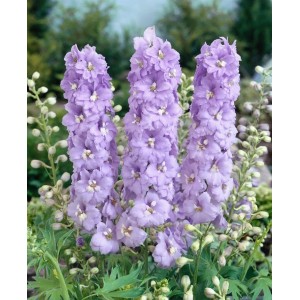Lavendelblauer Delphinium Pacific Guinevere Rittersporn im 11x11 cm Topf.