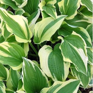Funkie 'Antioch' (Hosta cultorum) mit grün-gelb panaschierten Blättern. Staude für den Garten.