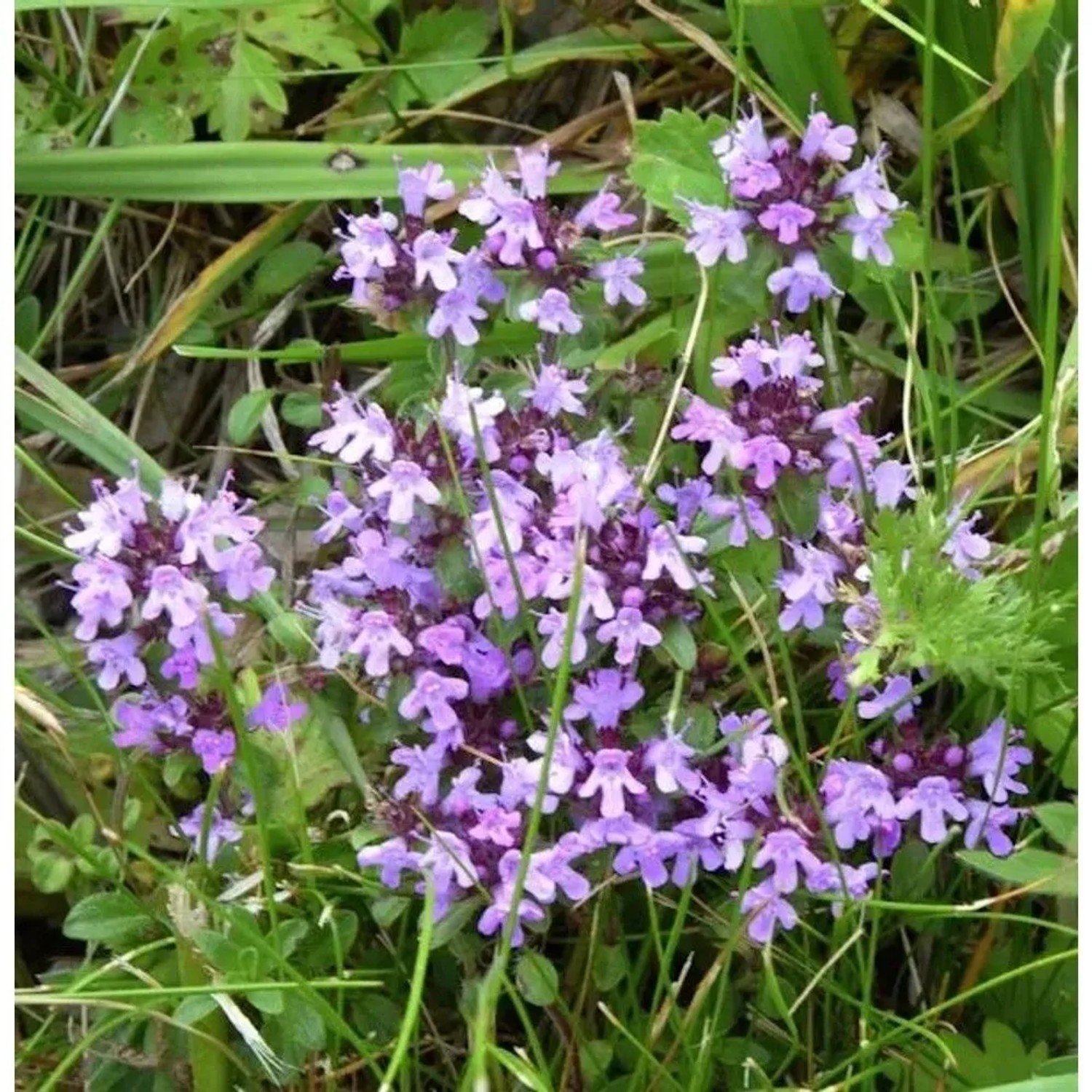 Kleine Braunelle - Prunella vulgaris