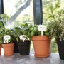 Elho Untersetzer Green Basics, Ø 34 cm, schwarz, mit Kräutern und Pflanzen in Töpfen.