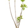 Zwerg-Duftflieder Tinkerbelle Rosa im Topf, ca. 50-60cm hoch.