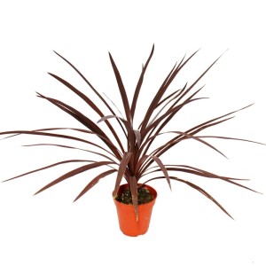 Rote Keulenlilie Cordyline australis 'Red Star' im 12cm Topf, ca. 50cm hoch.