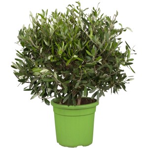 Olivenbaum Busch (Olea) im grünen Topf, ca. 16 cm Durchmesser.