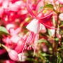 Fuchsie (Fuchsia Hybriden) mit pink-weißen Blüten, ca. 45cm hoch im 14cm Topf.