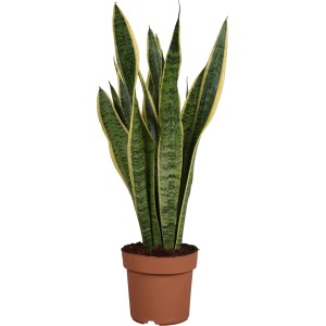 Bogenhanf Laurentii im Topf, eine grüne Sukkulente von GROW by OBI.