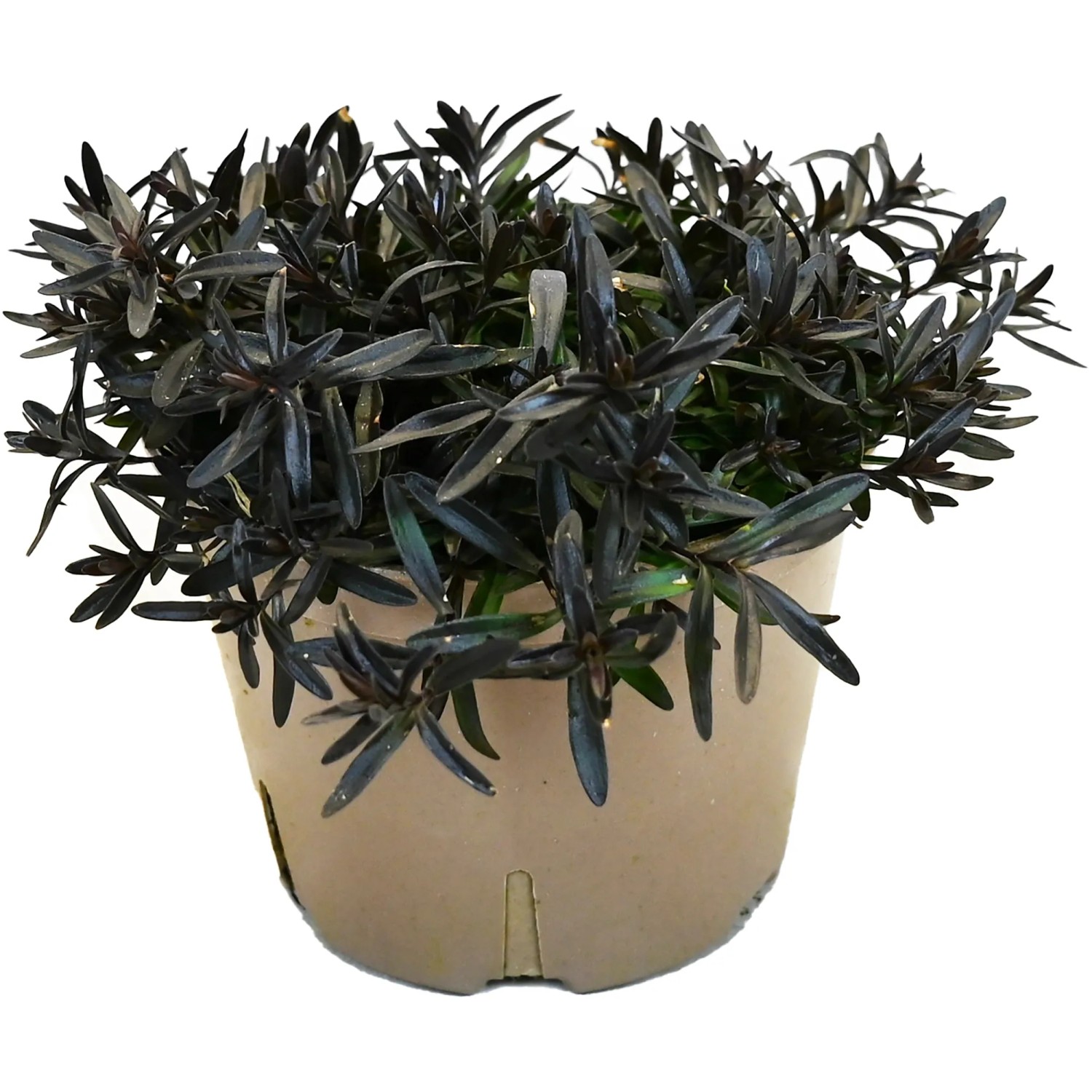 GROW by OBI Heidenelke T13 'Dianthus del. Brilliant' Nachhaltig