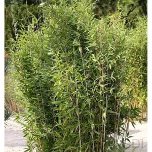 Gartenbambus 'Obelisk', 80-100 cm, Fargesia nitida, grüne Halme und Blätter.