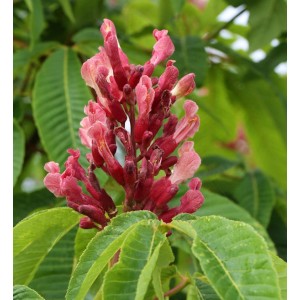 Blühende Zwergkastanie Rosea Nana mit rosa-roten Blütenständen und grünen Blättern.