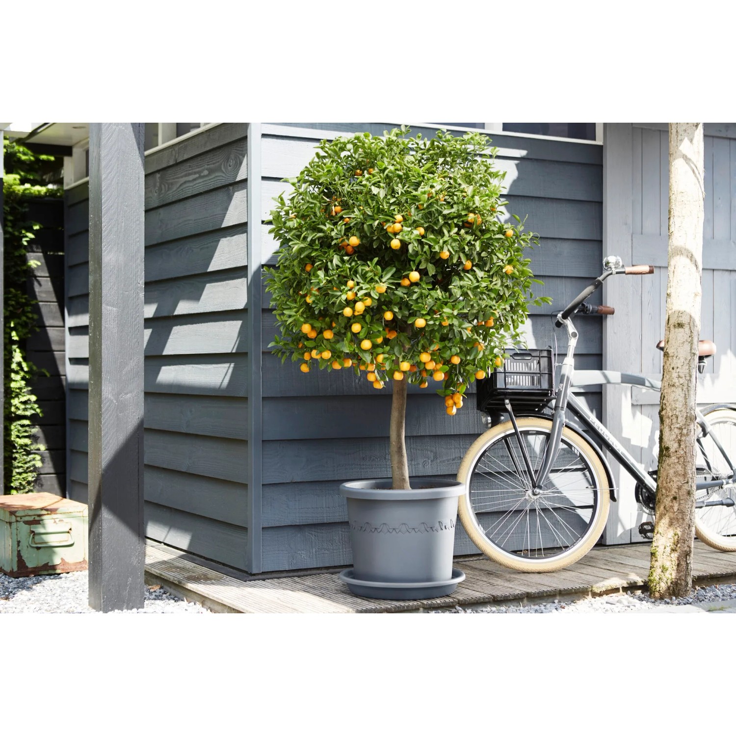 Elho Universal Untersetzer, Ø 25 cm, anthrazit, unter einem Orangenbaum im Topf.