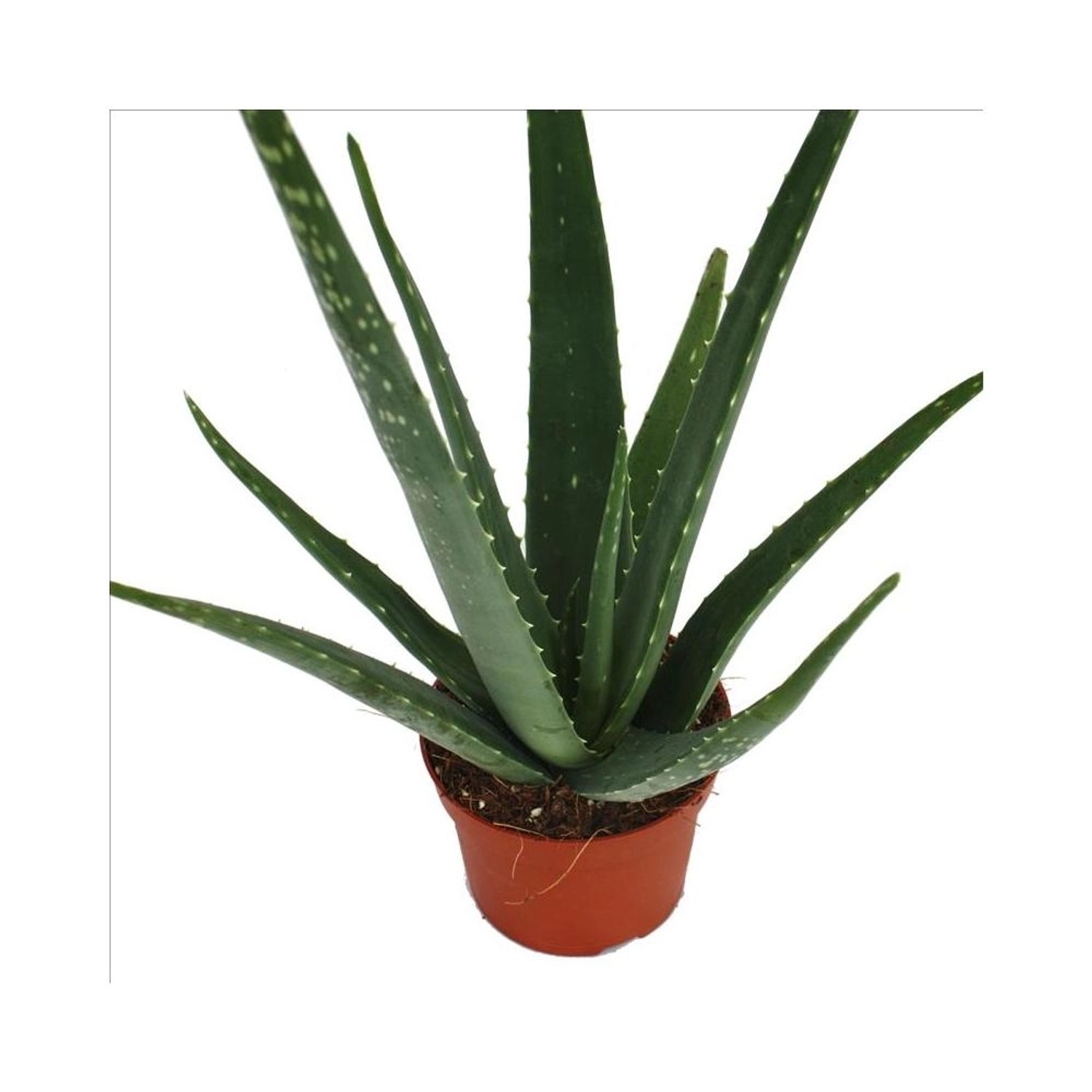 Aloe arborescens variegata vaso 18 cm