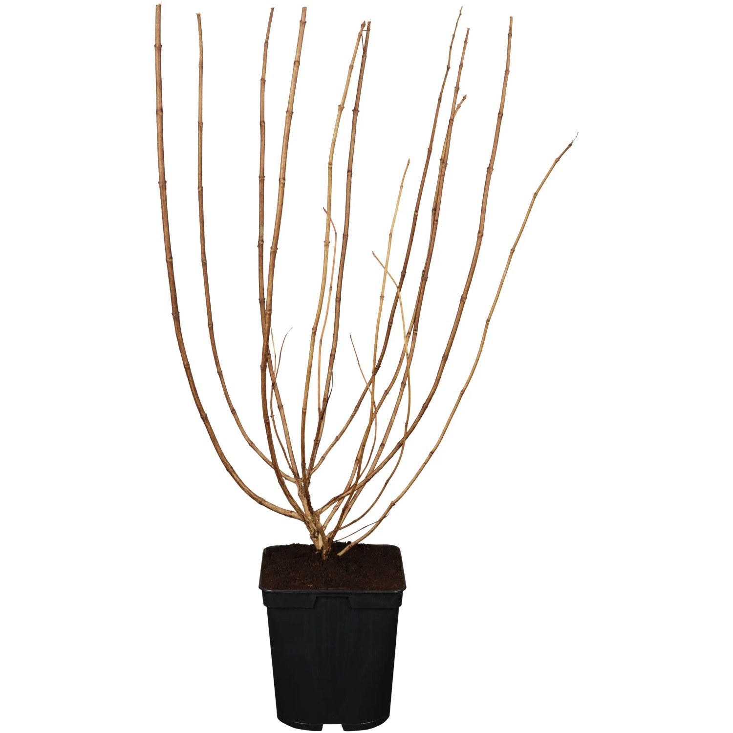 Rispenhortensie Limelight im Topf, ohne Blätter. Ideal als Kübelpflanze für Garten & Terrasse.